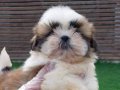 Akıllı ve Hipoalerjenik Shih Tzu Yavruları Yeni Yuvalarını Bekliyor