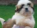 Akıllı ve Hipoalerjenik Shih Tzu Yavruları Yeni Yuvalarını Bekliyor