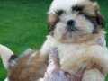 Akıllı ve Hipoalerjenik Shih Tzu Yavruları Yeni Yuvalarını Bekliyor