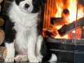 Eğitim Çiftliğinden Sosyalleşmiş Border Collie Yavruları Köpek Dünyası