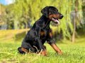 Asil ve Koruyucu Doberman Yavruları 