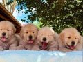 Zekasıyla Hayran Bırakan 3 Aylık Golden Retriever Yavruları Sizleri Bekliyor