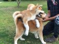 Eğitimli Japon Akita Inu Yavruları