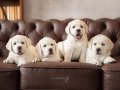 SOSYAL VE AKILLI LABRADOR RETRIEVER YAVRULARI