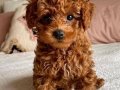Oyuncak Suratlı Toy Poodle Yavru 