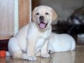 Zeki ve Sosyal Karakterli Labrador Retriever Yavruları