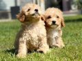 Zeki ve Tüy Dökmeyen Maltipoo Yavruları