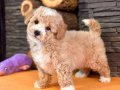 Maltipoo Yavruları ile Hayatınıza Neşe Katın Albatrosdogkennels