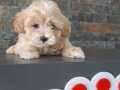 Maltipoo yavruları 
