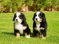 Göz Alıcı Bernese Mountain Dog Yavruları ile Sadık Bir Dostluk