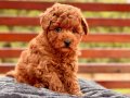Zekası ve Hipoalerjenik Yapısıyla Toy Poodle Yavruları