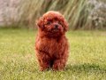 Kızıl Kahve Toy Poodle Yavruları İstanbul 