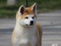 Sadık Karakterli Japon Akita Inu Yavruları