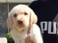 LABRADOR RETRIEVER YAVRULARI ISTANBUL 