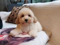 Akıllı ve Tüy Dökmeyen Eğitimli Maltipoo Yavruları
