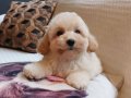Maltipoo yavruları 