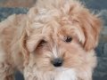 Akıllı ve Tüy Dökmeyen Maltipoo Yavru
