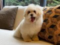 Eğitimli Maltipoo Yavruları | Akıllı ve Tüy Dökmeyen Dostunuz