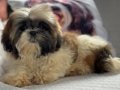 Shih Tzu Yavruları ile Evinize Neşe Katın Albatrosdogkennels