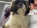 Shih Tzu Yavruları ile Evinize Neşe Katın Albatrosdogkennels