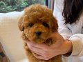 Eğitilebilir Toy Poodle Yavruları ile Hayatınıza Neşe Katın