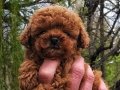 Efsane Toy Poodle Yavruları İstanbul 