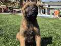 İstanbul'da Karakteri Sağlam Orijinal Belçika Malinois Yavruları