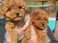 Hayatınıza Neşe Katacak Kıvırcık Zeka Küpü: Toy Poodle