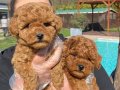 Hayatınıza Neşe Katacak Kıvırcık Zeka Küpü: Toy Poodle