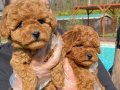Hayatınıza Neşe Katacak Kıvırcık Zeka Küpü: Toy Poodle