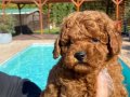 Hayatınıza Neşe Katacak Kıvırcık Zeka Küpü: Toy Poodle
