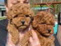 Hayatınıza Neşe Katacak Kıvırcık Zeka Küpü: Toy Poodle
