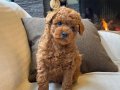 Tarçın Şekeri Toy Poodle
