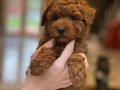 Tarçın Şekeri Toy Poodle