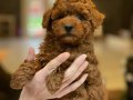 Tarçın Şekeri Toy Poodle