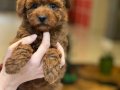 Tarçın Şekeri Toy Poodle