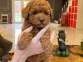 Tarçın Şekeri Toy Poodle