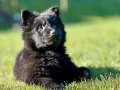 SOLİD BLACK ALMAN ÇOBAN YAVRULARI 