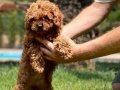 POODLE ÇİFLİĞİNDEN RED BROWN YAVRULAR 