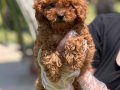 POODLE ÇİFLİĞİNDEN RED BROWN YAVRULAR 