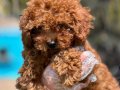 POODLE ÇİFLİĞİNDEN RED BROWN YAVRULAR 
