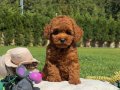 Sağlık Ve Irk Garantili Toy Poodle Yavruları