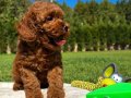 Sağlık Ve Irk Garantili Toy Poodle Yavruları