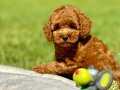 Sağlık Ve Irk Garantili Toy Poodle Yavruları