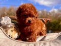 Zekâsı ve Antialerjik Yapısıyla Red Brown Toy Poodle Yavruları