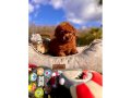 RUHSATLİ ÇİFLİKTEN ÖZEL RED BROWN TOY POODLE YAVRULARI 
