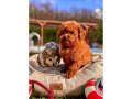 RUHSATLİ ÇİFLİKTEN ÖZEL RED BROWN TOY POODLE YAVRULARI 