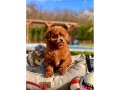 RUHSATLİ ÇİFLİKTEN ÖZEL RED BROWN TOY POODLE YAVRULARI 