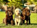 Çikolata ve Krem Labrador Bebekleri