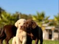 Çikolata ve Krem Labrador Bebekleri